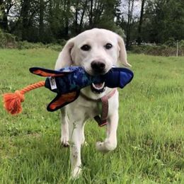 Missy - Labrador Retriever