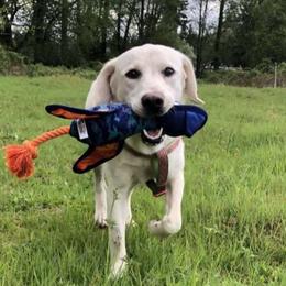 Missy - Labrador Retriever