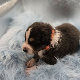 Australian Shepherd Puppies from Crooked Creek Australian Shepherds