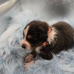 Australian Shepherd Puppies from Crooked Creek Australian Shepherds