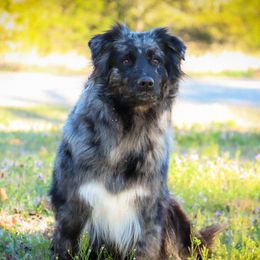 Crickett - Australian Shepherd