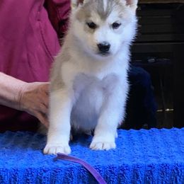 Boy 2-Purple Collar - Gray and white Siberian Husky puppy in Atlanta, Georgia from Halo Siberians & Shiba Inu