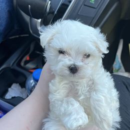Maltese Puppies from Alisa’s Maltese