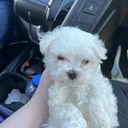 Maltese Puppies from Alisa’s Maltese