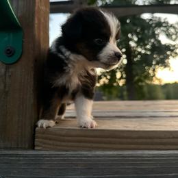 Collette - Black tri female Miniature Australian Shepherd puppy in Doddridge, Arkansas from Huddleston Farm
