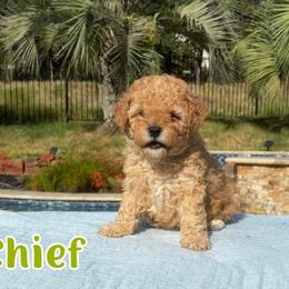 Chief - Apricot male Cavapoo puppy in Austin, Texas from Lucy Lou’s Cavapoos
