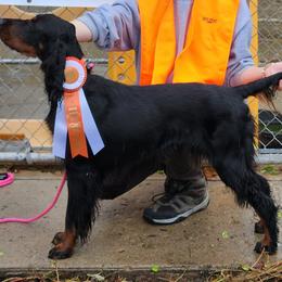 Cavalier King Charles Spaniels and Gordon Setters from Gleannfae Gordon Setters & Cavalier King Charkes Spaniels