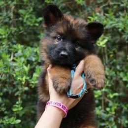 Killian - Sable male German Shepherd puppy in Canton, Texas from WILDWOOD GERMAN SHEPHERDS