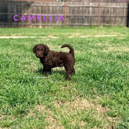 Camellia - Chocolate female Goldendoodle puppy in Dallas County, Texas from Dream A Little Doodle