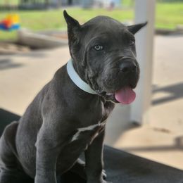 Cane Corso Puppies from Jolaw Kennel