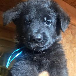 Ivory vom LegendLand - Black male German Shepherd puppy in Hillsborough County, Florida from Vom Legend Land