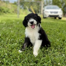 Redbud - Black and white female Sheepadoodle puppy in Tahlequah, Oklahoma from Mulberry Ridge Doodles