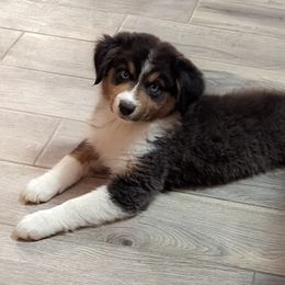 Australian Shepherd and Pomeranian Puppies from Sandy Aussie's