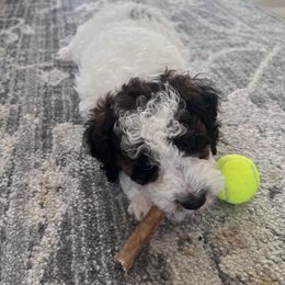 Poodle Puppies from Foxtrot Farm Poodles