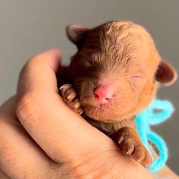 Red jr - Red  male Poodle puppy in Lancaster, California from Fancy Red Poodles