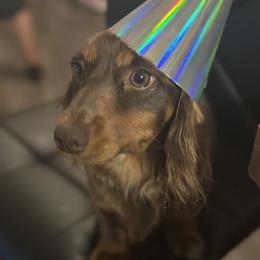 Gretchen - Dachshund
