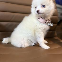 Alaska - White female Pomsky puppy in Casa Grande, Arizona from Arizonas Pomsky Squad