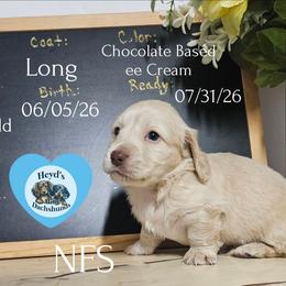 Solar - Cream male Dachshund puppy in Hoquiam, Washington from Heyd's Mini Dachshunds