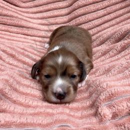 Lighting - Dapple male Dachshund puppy in Mc Donough, Georgia from L & J Kennel