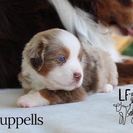 Ruppells - Red merle male Miniature American Shepherd puppy in Franklin, Kentucky from LF Ranch