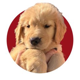Burgundy - Golden Golden Retriever puppy in Lakeville, Massachusetts from Platinum Golden Retrievers