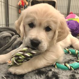 Golden Retriever Puppies from “Catalina Goldens” European Pedigree Companions