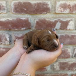 Girl 1 - Red female Cavapoo puppy in Roseville, California from Lipscomb Doodles