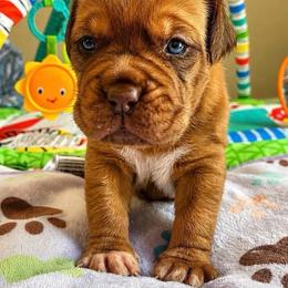 Yellow collar girl - Fawn female Dogue de Bordeaux puppy in Folsom, California from Santacera Dogue de Bordeaux