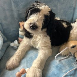 Goldendoodle Puppies from Lumley Acres Doodles