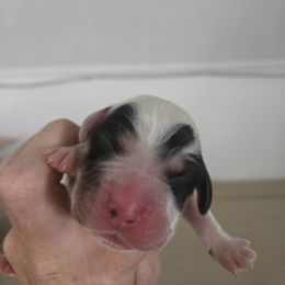 Duo - Blue belton and tan (tri-color) male English Setter puppy in Morrice, Michigan from Wild Bird Setters