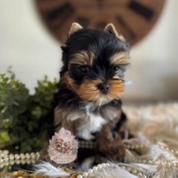 Aster 4,813 - Black and tan male Yorkshire Terrier puppy in Pittsburg, California from Crystal Garden Yorkies