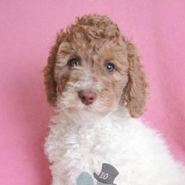 Hope - Brown and white female Bernedoodle puppy in Marion County, Ohio from Hatten Homestead Kennels