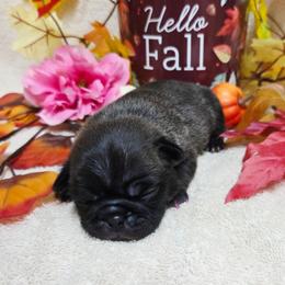 Silver Girl (pink) - Silver female Pug puppy in Tulsa, Oklahoma from Locust Creek Pugs & Japanese Chin's