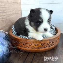 Hugo - Black and white male Pomsky puppy in Long Grove, Illinois from Windy City Pomsky