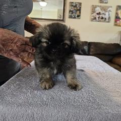 Boy 2 - Silver sable male Tibetan Spaniel puppy in Billings, Montana from Embershine Tibetan Spaniels