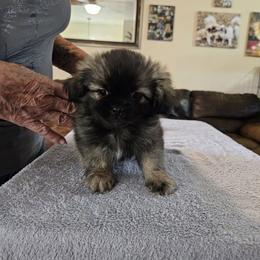 Boy 2 - Silver sable male Tibetan Spaniel puppy in Billings, Montana from Embershine Tibetan Spaniels