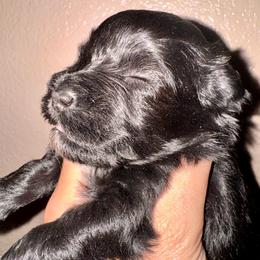 Black boy 3 - Black male Miniature Schnauzer puppy in Pflugerville, Texas from K&K Precious Tx schnauzers