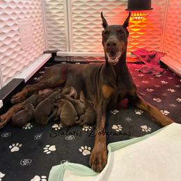 Male - Red and rust male Doberman Pinscher puppy in North Judson, Indiana from Stalaris Dobermans
