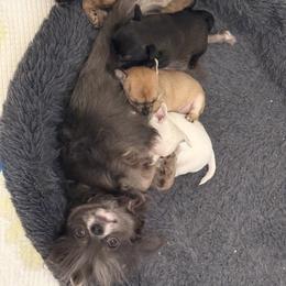 Fifi - Chihuahua