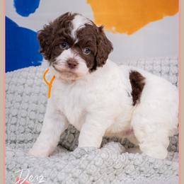 Mykonos - Brown and white male Cockapoo puppy in Connersville, Indiana from Deaz Doodle Ranch