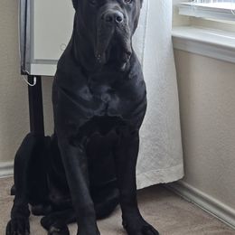 El Jefe De La Muerte - Cane Corso