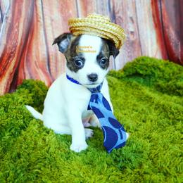 Bentley - Black and tan male Chihuahua puppy in Bois D Arc, Missouri from Carsten's Chihuahuas
