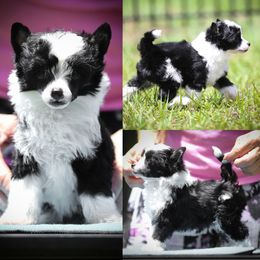 Chinese Crested and Poodle Puppies from Sommer Standards & Chinese Cresteds