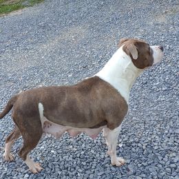 Kyra - American Staffordshire Terrier