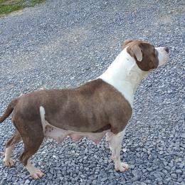 Kyra - American Staffordshire Terrier