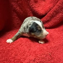 Blue Merle - Blue merle male Toy Australian Shepherd puppy in Billings, Montana from Chapman's Aussies