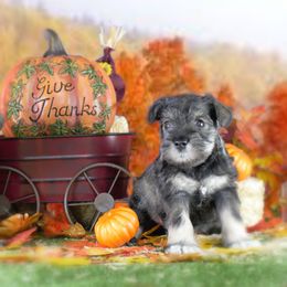 Miniature Schnauzer Puppies from King’s Miniature Schnauzers