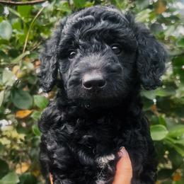 Beth - Black female Goldendoodle puppy in Cocoa, Florida from The Coastal Homestead