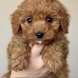 Avery - Female - Red female Cavapoo puppy in Gilbert, Arizona from Azteddybeardoodles