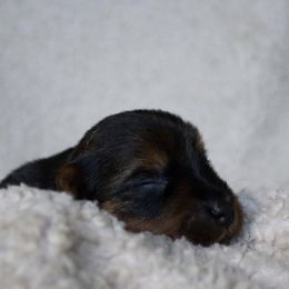 Australian Terrier Puppies from ZoeZoo Australian Terriers